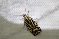 Emmelia trabealis