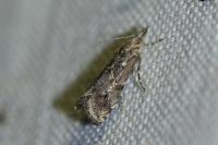 Euchromius cambridgei