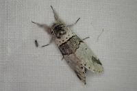 Furcula bifida