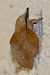 Gastropacha populifolia