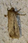 Globia sparganii