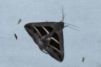 Grammodes bifasciata