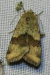 Heliothis viriplaca