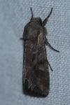 Lacanobia suasa