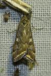 Loxostege sticticalis