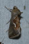 Macdunnoughia confusa