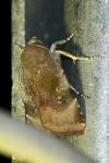 Noctua janthe / Noctua janthina