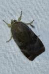Noctua janthe / Noctua janthina
