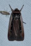 Ochropleura leucogaster