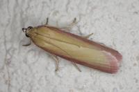 Oncocera semirubella