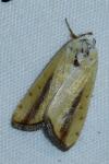 Pardoxia graellsii