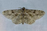 Peribatodes rhomboidaria rhomboidaria