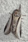 Pheosia tremula