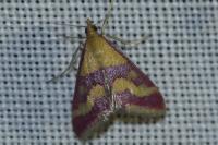 Pyrausta sanguinalis