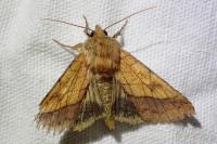 Pyrrhia umbra