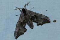 Smerinthus ocellatus ocellatus