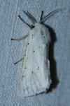 Spilosoma lubricipeda