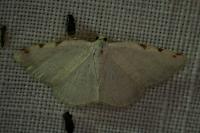 Stegania trimaculata