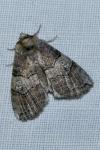 Tethea ocularis