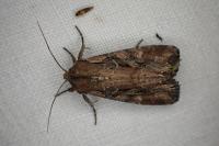 Lacanobia suasa