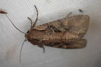 Lacanobia suasa