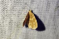 Hydrelia flammeolaria
