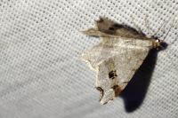 Macaria alternata