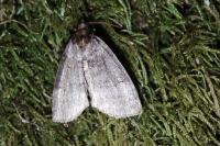 Ochropacha duplaris