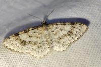 Hydrelia sylvata