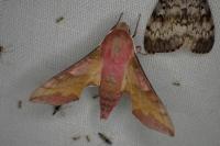Deilephila porcellus