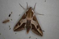 Hyles euphorbiae