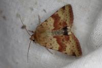 Heliothis viriplaca