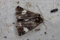 Tyta luctuosa