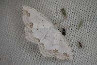 Scopula ornata