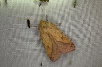 Pyrrhia umbra