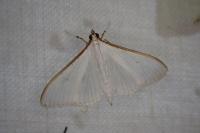 Palpita vitrealis