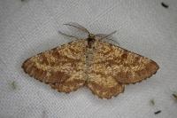 Ematurga atomaria