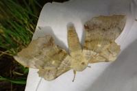 Laothoe populi