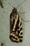 Emmelia trabealis