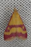 Pyrausta sanguinalis