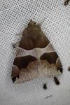 Dysgonia algira
