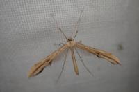 Emmelina monodactyla