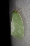 Bena bicolorana
