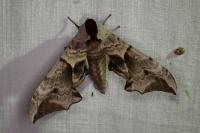 Smerinthus ocellatus ocellatus