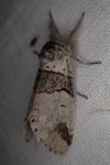 Furcula bifida