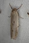 Pelosia muscerda