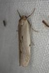 Pelosia muscerda