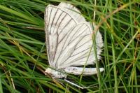 Siona lineata