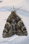 Catocala promissa