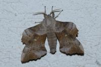 Laothoe populi
